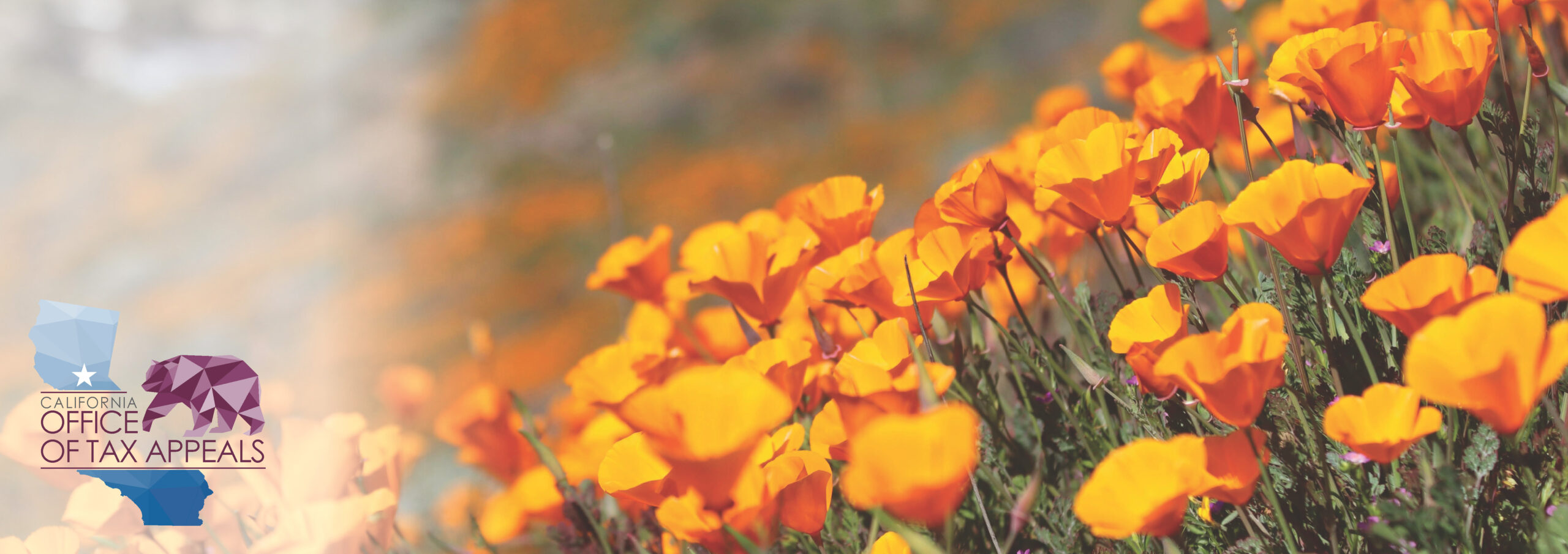 Image of California Coast